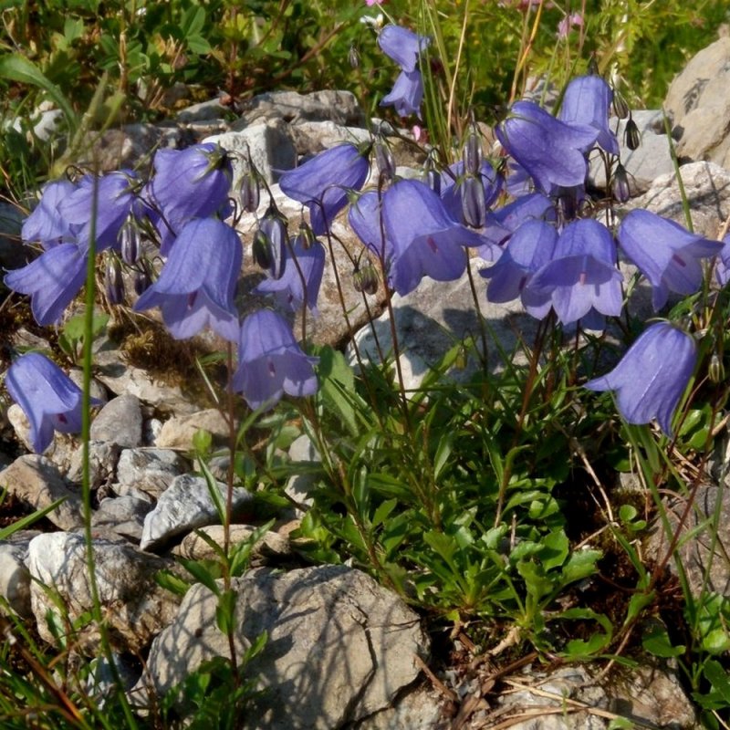 Campanule  feuilles rondes *
