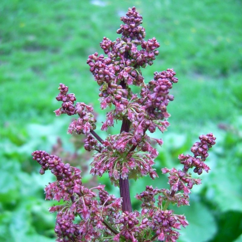Rumex des Alpes *
