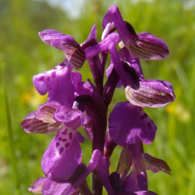 Orchis morio