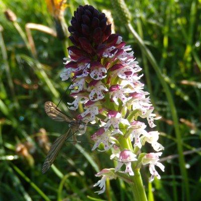 Orchis ustulata*