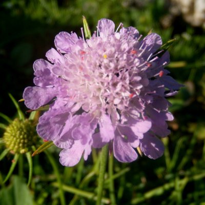 Knautia  arvensis