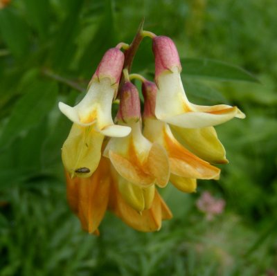 Astragalus frigidus