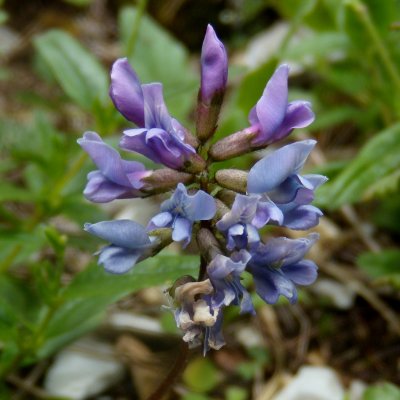 Oxytropis de Jacquin