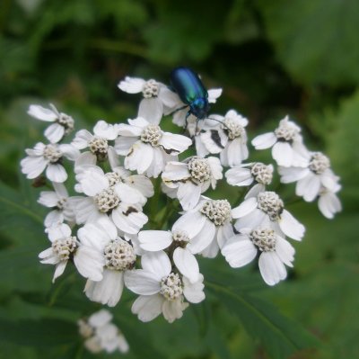 Achillée à grandes feuilles