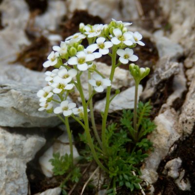 Pritzelago alpina 