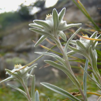 Leontopodium alpinum