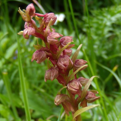 Orchis grenouille *