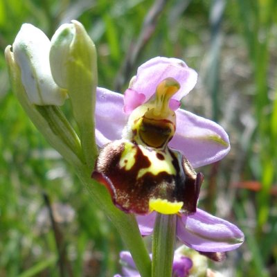 Ophrys holosericea