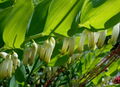 Polygonatum multiflorum