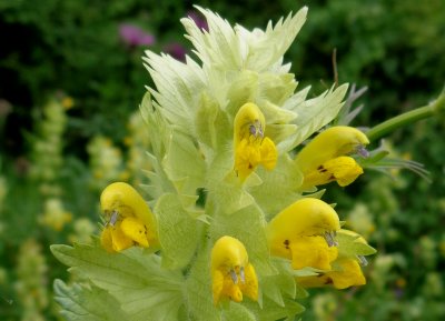 Rhinanthus alectorolophus