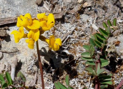 Hippocrepis comosa