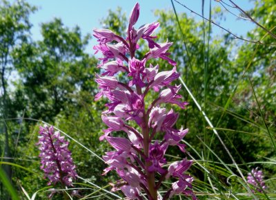 Orchis militaris