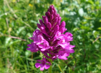 Anacamptis pyramidalis