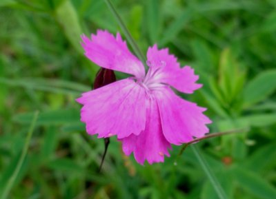 Dianthus carthusianorum