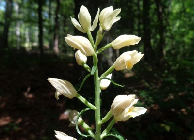 Cephalanthera damasonium