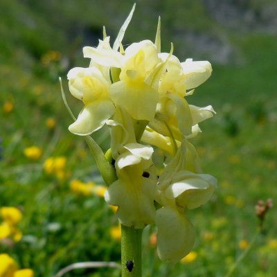 Orchis pallens