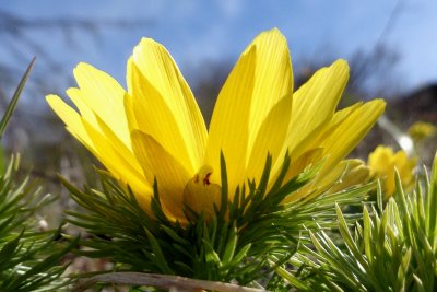 Adonis du printemps