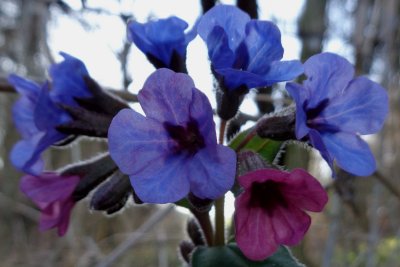 Pulmonaire officinale