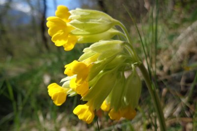 Primevre du printemps