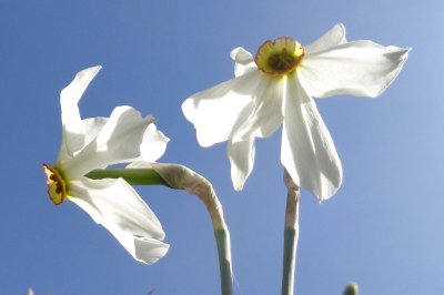 Narcisse  fleurs rayonnantes