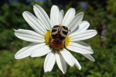 Marguerite