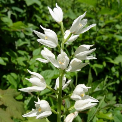 Cephalanthera longifolia 