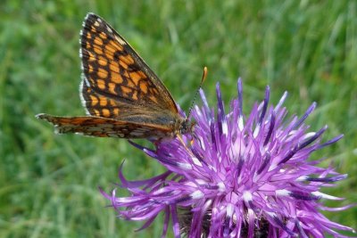 Mellicta athalia