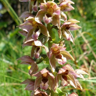 Epipactis  larges feuilles