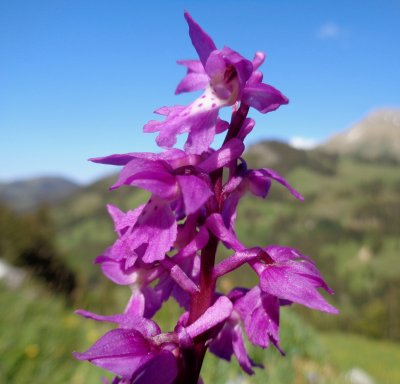 Orchis mle
