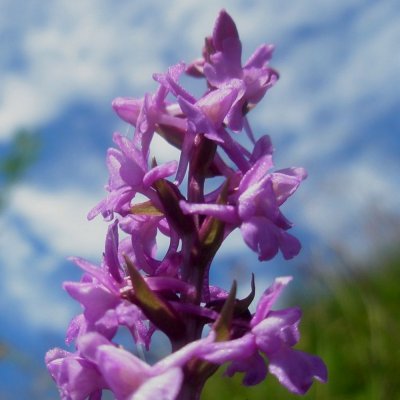 Orchis odorant
