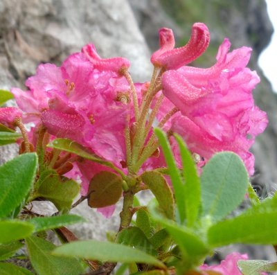 Rhododendron cili