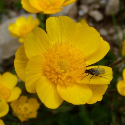 Renoncule de la Raxalpe