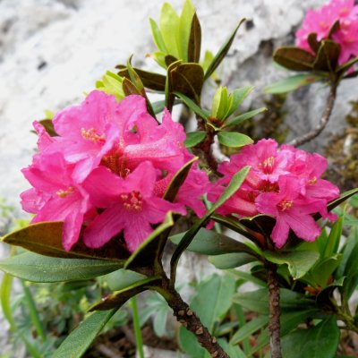 Rhododendron ferrugineux *