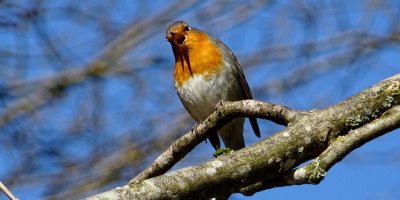 Rouge-gorge familier