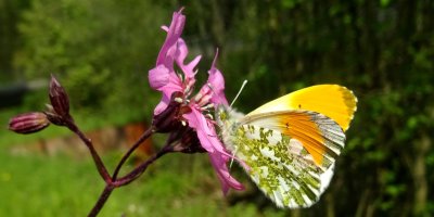 Silne fleur de coucou et Aurore