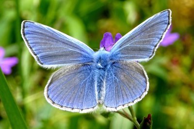 Papillons - Schmetterlinge - Butterflies