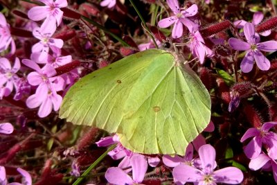 Gonepteryx rhamni
