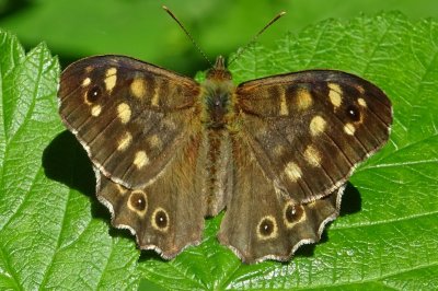 Pararge aegeria