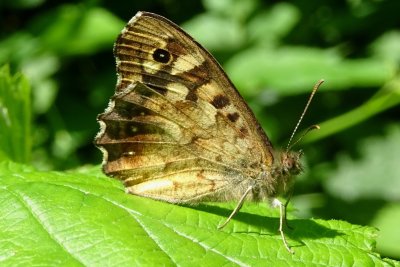 Pararge aegeria
