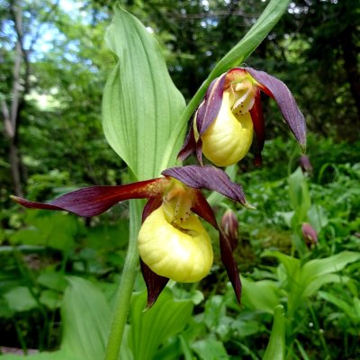 Cypripedium calceolus