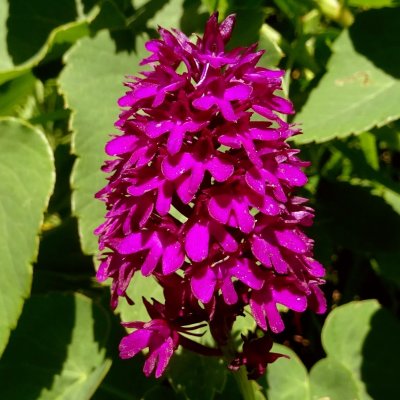 Orchis de Tanay