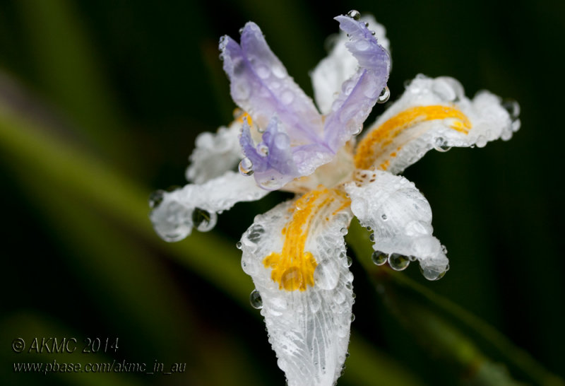 20140120_31861 The Summer Rains (Mon 20 Jan)