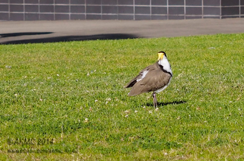 20140703_7030008 The Posing Plover (Thu 03 Jul)