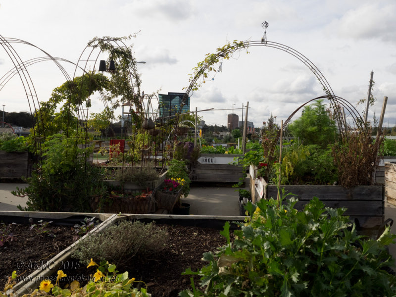 20150624_008224 The Veggie Patch 2