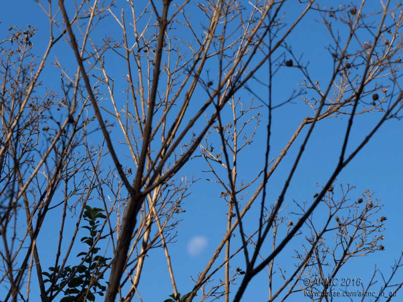 20160715_014537 Winter Sun With Dissolved Moon (Fri 15 Jul)
