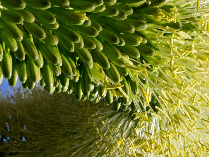 20160805_014934 Agave Abstract (Fri 05 Aug)
