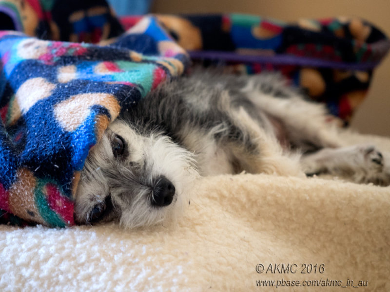 20160610_013257 I've Been Thinking About Getting Out Of Bed... (Fri 10 Jun)