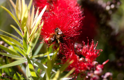 20130922_31537 The Fruits (or in This Case Nectars) of Ones Labour (Sun 22 Sep)