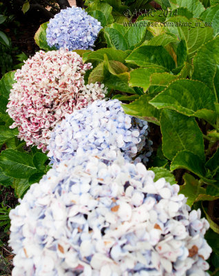 20140325_3252829 Hydrangea Huddle (Tue 25 Mar)