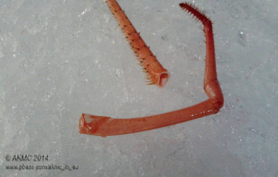 140329 Remains of the Crustacean (Sat 29 Mar)